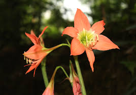 Image result for Hippeastrum puniceum