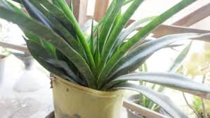 Image result for Sansevieria parva