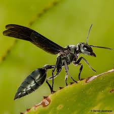 Black And White Wasp With Long Stinger Pin On Instalikes