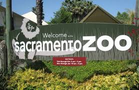 Sacramento Zoo Day Trip An Affordable Family Adventure