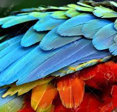 Close Up Of Parrot And Macaw Bird Feathers Bird Photography Parrot Feather Parrot