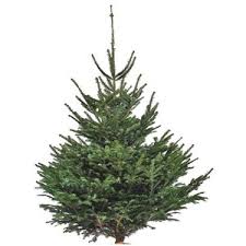 Ou Acheter Un Sapin De Noel Naturel Moins Cher