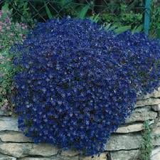 Check spelling or type a new query. 50 Aubrieta Bright Blue Perennial Flower Seeds Ground Cover Buy Online In Bahamas At Bahamas Desertcart Com Productid 72188207