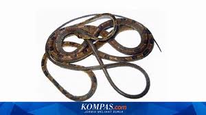 Image result for Imantodes chocoensis