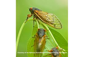 Yellow pages » ny » staten island » pest control. Cicadas Now Emerging On Staten Island Csmonitor Com