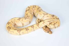 Ball Python Morphs A Complete List With Pictures Embora Pets