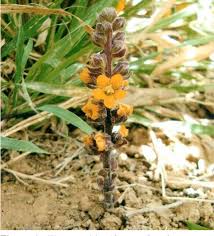 Image result for Alectra picta