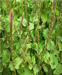 Image result for Flabellaria paniculata