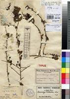 Image result for Cleistanthus schlechteri