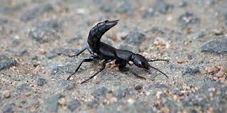 Also, their mid and hind legs are flattened. All The Bugs That Look Like Scorpions Insect Cop