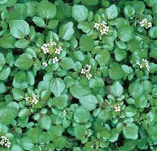 Image result for Nasturtium officinale