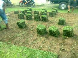 Berapa harga rumput sintetis per meter by rumput sintetis indonesia berapa harga rumput sintetis, harga rumput sintetis 1 meter, harga rumput sintetis 1 m, harga 1 meter rumput sintetis di kami. Jual Rumput Gajah Mini Per Meter Lazada Indonesia