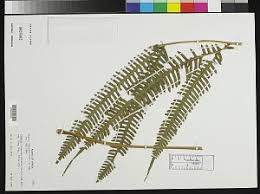 Image result for Pteris linearis
