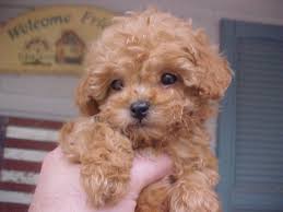 Advice from breed experts to make a safe choice. Pin By Gracie Bruce On Awww Dogs Mini Poodle Puppy Poodle Puppy Miniature Poodle Puppy