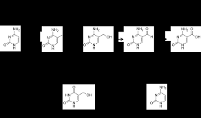 DNA Methylation Changes During Aging and in Age-Associated Diseases