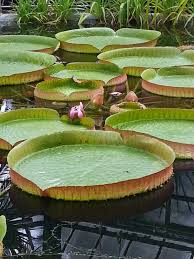 Grădina botanică alexandru borza este gazda celui mai bogat ierbar din ţară ce conţine peste 650 000 de coli cu plante. Huhurez Gradina Botanica Alexandru Borza Din Cluj Napoca Spa Room Outdoor Decor Bird Bath