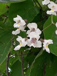 Image result for Catalpa bignonioides