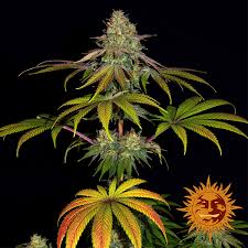 Birthday cake kush has been dubbed with quite a few names. Wedding Cake Cannabis Seeds Barneys Farm
