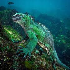 Natgeophotograph By Thomaspeschak This Is A Marine Iguana But I Think They Should Be Called Ocean Godzilla Instead Https Marine Iguana Iguana Weird Animals