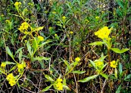 Image result for Psiadia punctulata