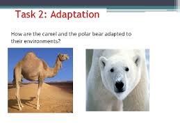 It has nostrils that can open and close. Year 7 White Adaptations What Does Adaptation Mean