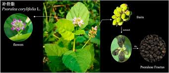 Image result for Psoralea