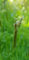 Image result for Anthoxanthum