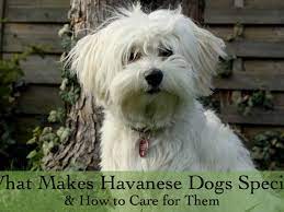 Havanese generally mature at 1 year of age, although they reach their full size around 6 to 8 months. Havanese Dog Temperaments And Care Pethelpful