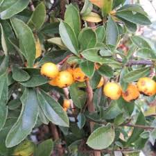 Image result for Pyracantha coccinea soleil d'or