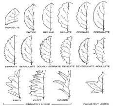 Check spelling or type a new query. How To Identify Trees Tree Care Kit
