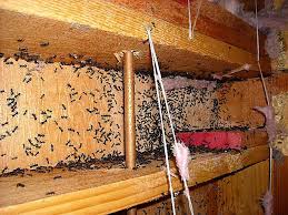 Termites cause over $5 billion in property damage throughout the united states every year. Pete S Pest Control In Portland Or 97266 Oregonlive Com