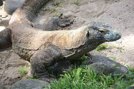 Porém durante as guerras, eles foram quase extintos. Dragao De Komodo Tem Armadura De Ossos Minusculos Sob A Pele Mostra Estudo Revista Galileu Biologia
