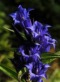 Image result for Gentiana asclepiadea alba