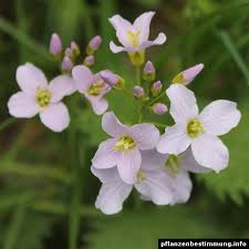 Image result for Cardamine