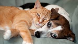 Kedi Ve Kopeklerde Kanser Vakalari Artiyor