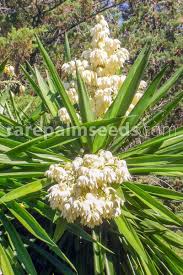Image result for yucca gigantea en casa