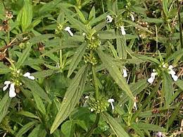 Image result for Leucas