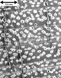 Image result for Rinorea elliptica