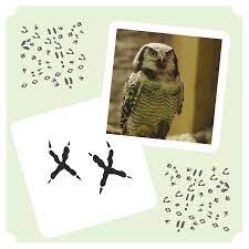 Jugendreisen, ferienlager, abenteuercamps, flugreisen und sprachreisen online buchen. Tierspuren Fittory Bund Shop