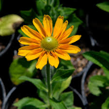 Image result for Rudbeckia