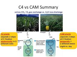 Plant Adaptations C3 And C4 Plants Ppt Video Online Download