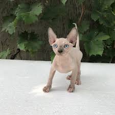 The chronicles of ragdoll kittens for sale craigslist. Sphynx Kittens For Sale Sphynx Cat For Sale 1 Awesome Cats