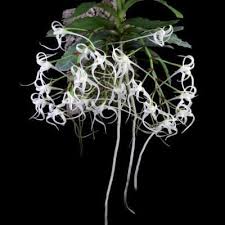Image result for Cyrtorchis neglecta