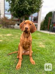 Image result for maďarský krátkosrstý ohař