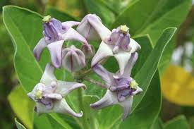 Image result for Calotropis gigantea