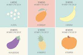 Until now, they've been in the embryonic stage of development, which is when cells form to become the brain and nervous system, the limbs, and all the major organs. Pregnancy Growth Stages How Big Is My Baby Now