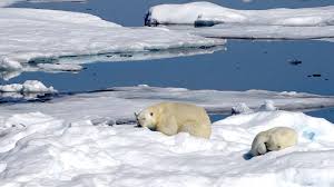 Réalisé par harold arsenault, penny lee colbourne. L Homme Qui A Vu L Ours Realise L Impact Des Changements Climatiques Expedition Canada C3 Radio Canada Ca