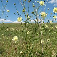 Image result for Cephalaria pungens