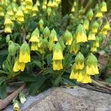 Image result for Hermannia seineri