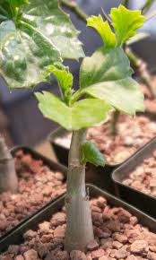 Image result for Cyphostemma congestum